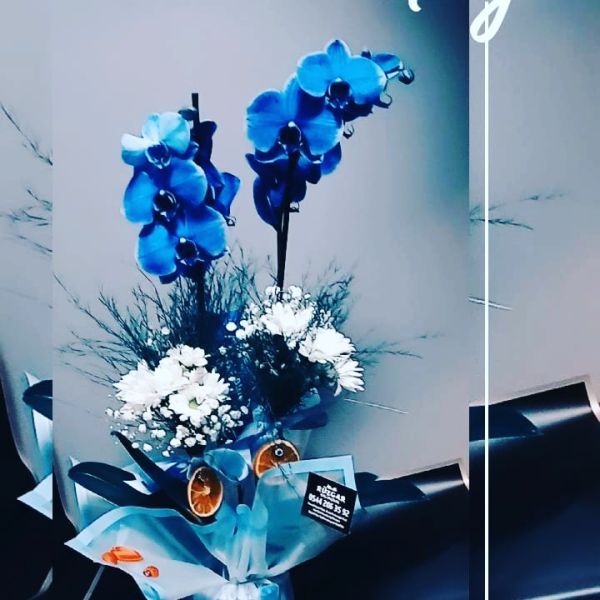 Mavi orkide İki Dallı