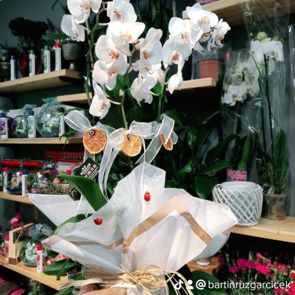 bartın çiçek orkide ahşap saksıda